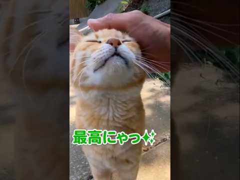 「撫でて!」という眼差しの猫が可愛い…(YouTube)