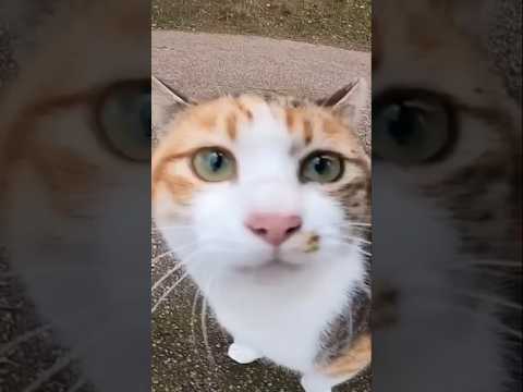 ストーカー化した猫が可愛すぎる#shorts(YouTube)