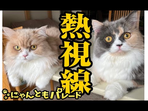 【猫動画】熱視線にゃんこ特集〜にゃんともパレード〜#猫動画#猫#301(YouTube)
