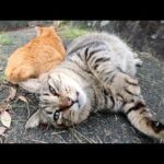 太ったキジトラ猫と美猫の茶トラ猫がピタリとくっついて寝転がる(YouTube)