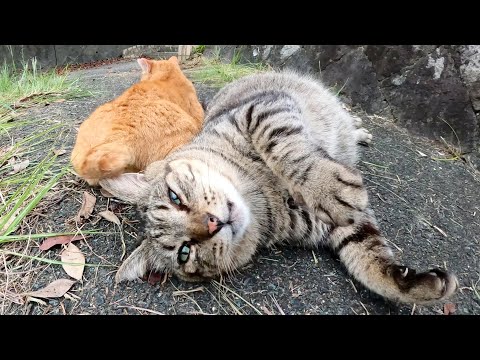 太ったキジトラ猫と美猫の茶トラ猫がピタリとくっついて寝転がる(YouTube)