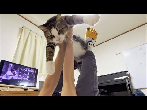 お母さんと本当の親子のように夕方のひと時をくつろぐ猫(YouTube)