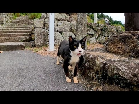 山奥のお寺に行ったら猫が表まで出迎えてくれて楽しい(YouTube)