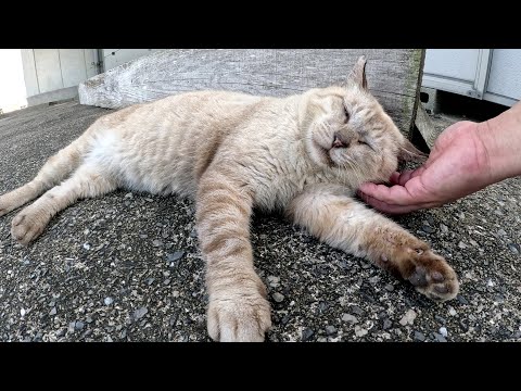 目が細いおじいちゃんシャム猫をナデナデすると脱力してしまった(YouTube)