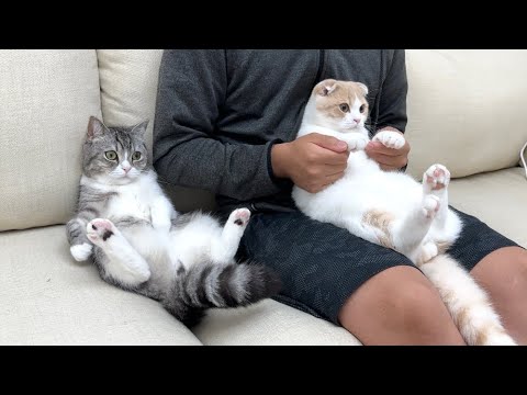 大好きな弟が映画を見始めると集まってくる猫たちがかわいすぎたw(YouTube)