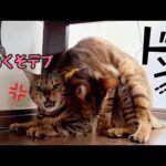 サイコパス弟猫が実家に飽きたので姉に意地悪して遊んでいます(YouTube)