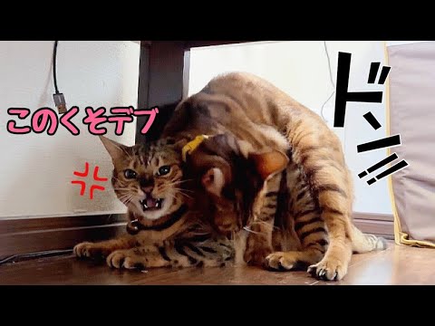 サイコパス弟猫が実家に飽きたので姉に意地悪して遊んでいます(YouTube)
