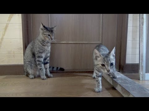 先輩猫に高速パンチをお見舞いしようとしたら返り討ちに合う子猫(YouTube)