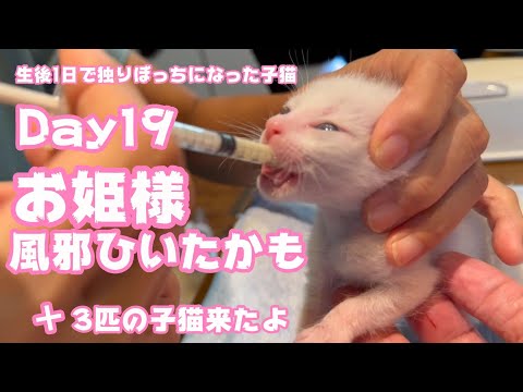 お姫様に風邪をひかせてしまったかも知れません そして3匹の子猫がやってきました 生後1日で独りぼっちになった子猫 Day19【2023 09 05-2 】(YouTube)