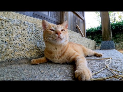 猫島の神社に行くと茶トラ猫がやってきた(YouTube)