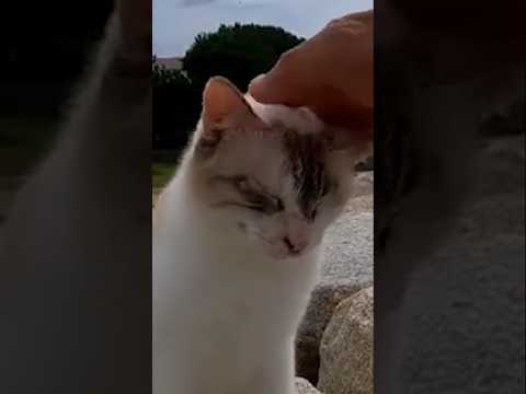 撫でられた時の顔が可愛すぎる…(YouTube)