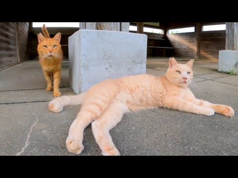 野鳥観察小屋に仲良し猫コンビがいました(他2本)(YouTube)