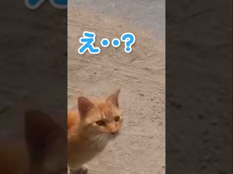 とにかくなでなでしてほしい猫が可愛すぎる#shorts(YouTube)
