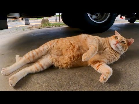 フェリー乗り場の受付猫ちゃん、トラックの下で休憩中(YouTube)
