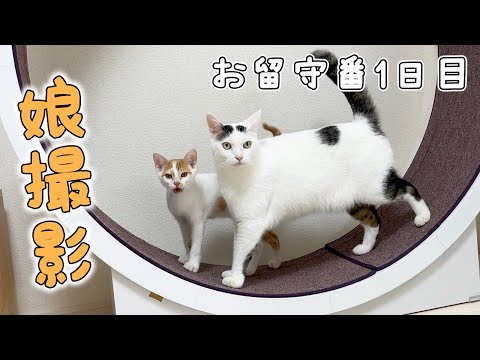 娘と猫たちだけのお留守番はこんな感じでした【1日目】(YouTube)