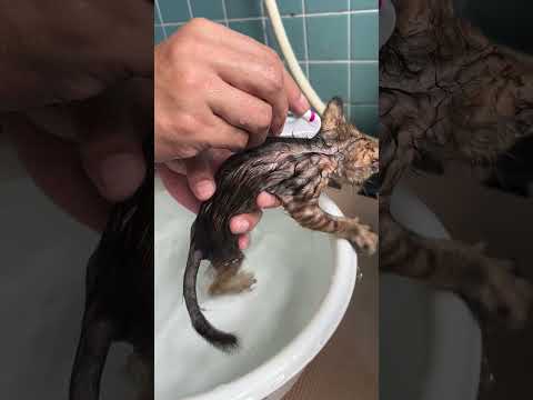 出会ったときにノミだらけだった子猫2匹をお風呂に入れました！　#shorts(YouTube)