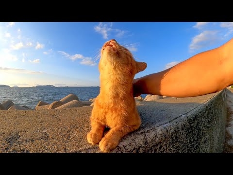 防波堤の茶トラ猫ちゃん、背中を撫でるとペロペロしてカワイイ(YouTube)