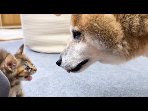 子猫と柴犬パパの初対面。子猫に激おこの顔をされて心が折れた柴犬が可愛すぎました笑(YouTube)