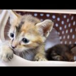 【心配】子猫2匹を病院に連れていきます…(YouTube)