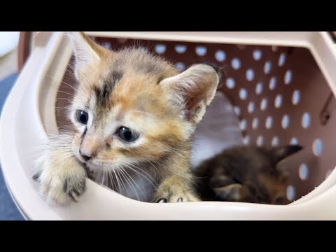 【心配】子猫2匹を病院に連れていきます…(YouTube)
