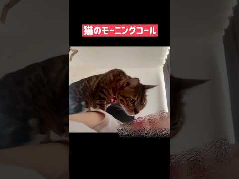 毎日猫に幸せに起こしてもらってます🛌🐈#shorts(YouTube)