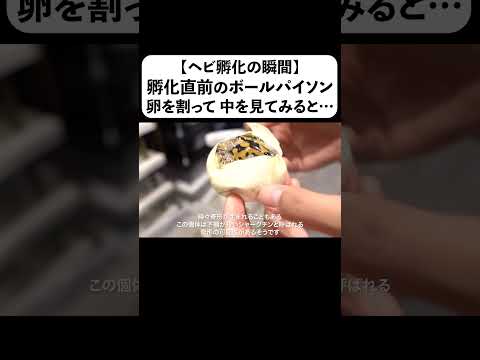 【ヘビ孵化の瞬間】孵化直前のボールパイソンの卵を割って中を見てみると(YouTube)