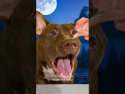 ファンタジー映画に出そうな犬の咀嚼音が化け物レベルだった(YouTube)