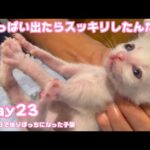 ウンいっぱいだしたらスッキリした子猫です 生後1日で独りぼっちになった子猫 Day23 【2023 09 08-1 】(YouTube)