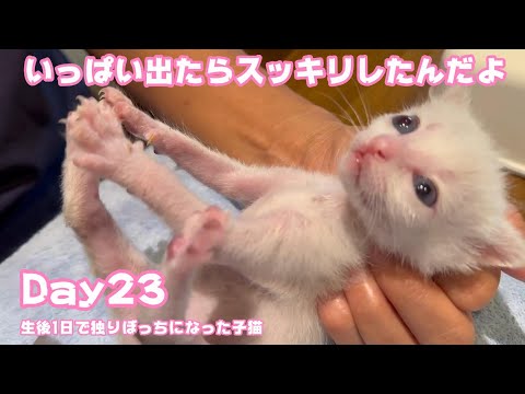 ウンいっぱいだしたらスッキリした子猫です 生後1日で独りぼっちになった子猫 Day23 【2023 09 08-1 】(YouTube)