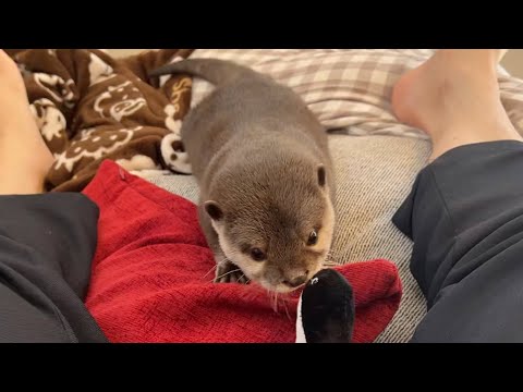 蛇にも強いカワウソがまさかのウナギに苦戦！？ otter that is strong even against snakes unexpectedly struggles against eels!(YouTube)