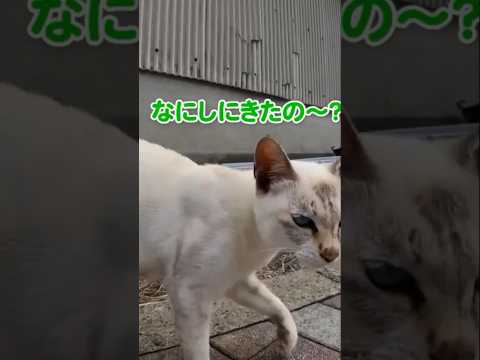 道を歩いてたら可愛い子にナンパされた #shorts(YouTube)