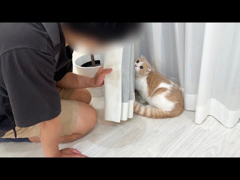 弟と子猫が対面したら初めて人見知りしてまさかのこうなっちゃいました…(YouTube)