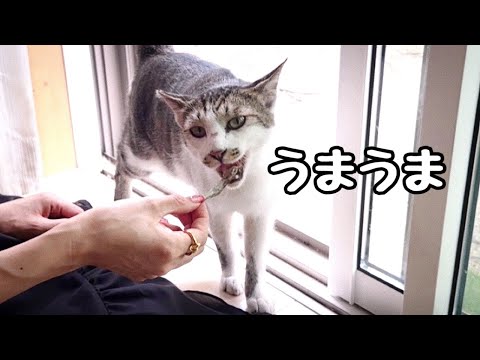地域猫にイワシをあげると『うまうま』とおしゃべりしてくれます(YouTube)