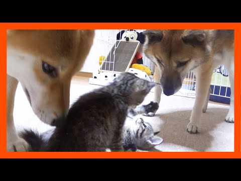 【R村の歴史】キジトラ子猫同士のプロレスが心配で様子を見守り続ける柴犬(YouTube)