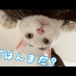 変なポーズでご飯待機してる猫ｗ(YouTube)