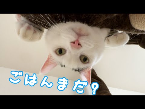 変なポーズでご飯待機してる猫ｗ(YouTube)