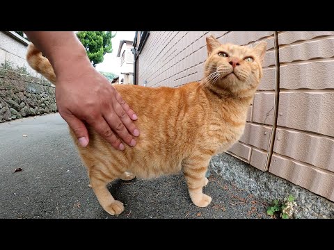 ムッチリと太った茶トラ猫がノシノシと歩いてモフられにやって来た(YouTube)