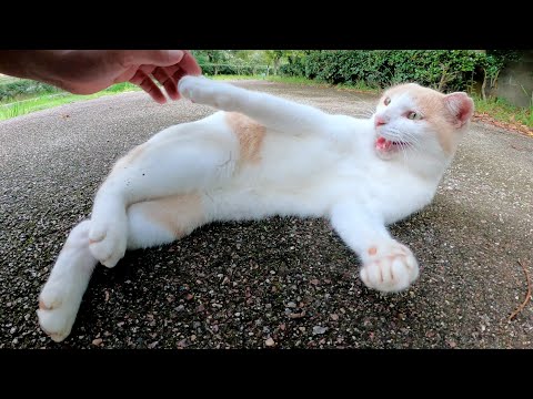ゴロンと寝転ぶミルクティー猫をモフったら「鬱陶しいニャ！」と叱られた(YouTube)