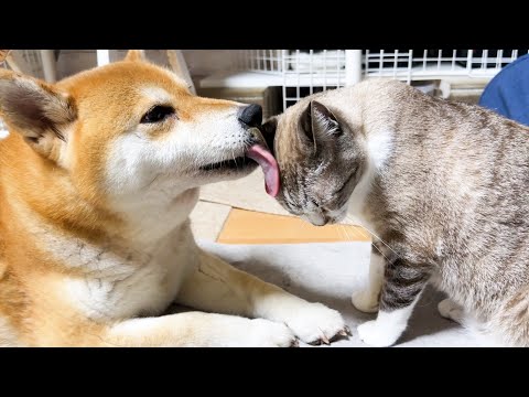 柴犬ママや先輩猫たちに甘えたくて家中をウロウロしてしまうお姫様猫(YouTube)