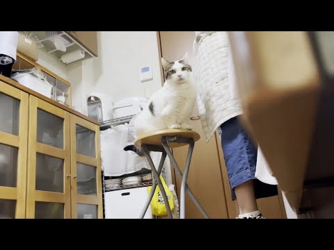 盗撮されていることに薄々気がついている猫(YouTube)