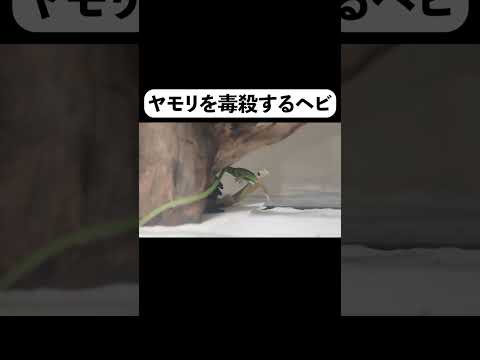 ヤモリを毒殺するヘビ(YouTube)