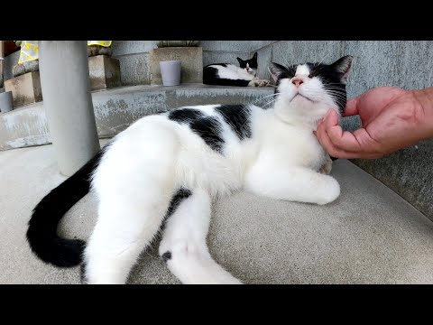 ハチワレ猫コンビが祠の中でお地蔵様と一緒にルームシェアする(YouTube)