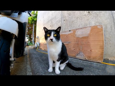 【今週の感動猫動画】今週撮った短い未公開動画まとめて公開-unreleased video of this week-2023/9/1w(YouTube)