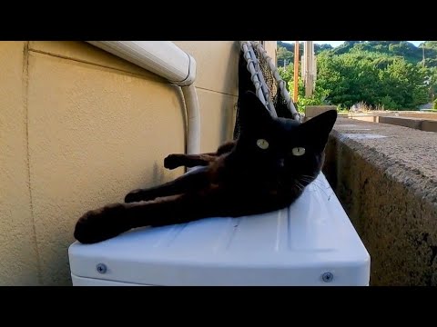 室外機の上にいた黒猫ちゃん、手を差し出すとモフられに出てきた(YouTube)