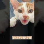 ママに甘えながら鳴く子猫 #shorts(YouTube)