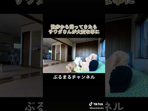 クマのぬいぐるみが動き出すドッキリw #犬 #ブルドッグ #ドッキリ(YouTube)