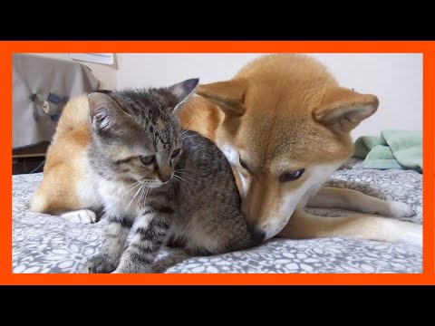 【R村の歴史】子猫が好きすぎて顔をこすりつけたりペロペロが止まらない柴犬(YouTube)