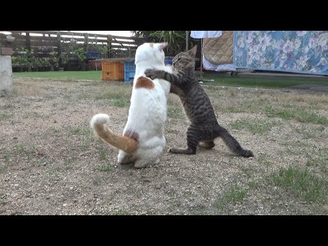 先輩猫が好き過ぎる子猫が止まらない(YouTube)