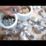 大量の腹ペコネズミにエサを入れると(YouTube)
