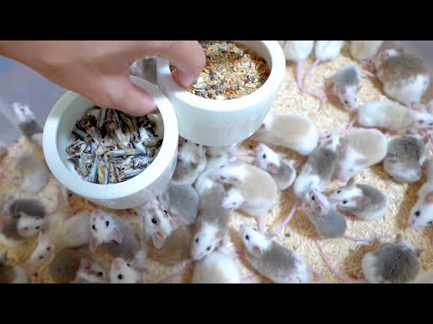 大量の腹ペコネズミにエサを入れると(YouTube)